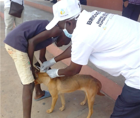  Província da Huila: Campanha Nacional de Vacinação Animal Contra a Raiva Decorre a bom Ritmo